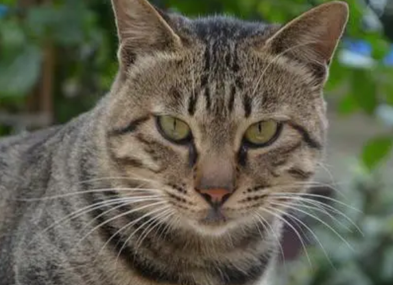长毛狸花猫和缅因猫对照区别