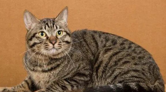 加州闪亮猫吃什么 加州闪亮猫喂养指南 加州闪亮猫吃什么 加州闪亮猫喂养指南