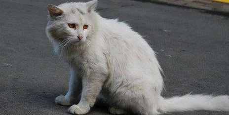 流浪猫成了烧烤肉 淄博男子深夜麻雀做饵盗捕流浪猫 流浪猫成了烧烤肉 淄博男子深夜麻雀做饵盗捕流浪猫