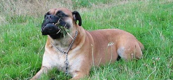 斗牛马士提夫犬怎么选？该犬的体型匀称