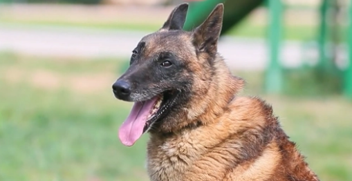 超暖!一级功勋犬和训导员的“双向奔赴”! 超暖!一级功勋犬和训导员的“双向奔赴”!
