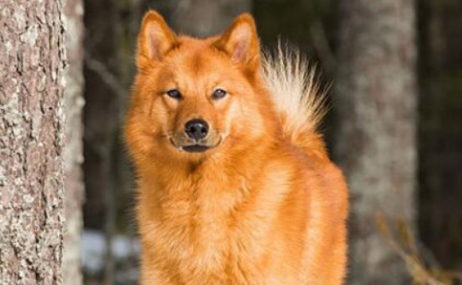 芬兰猎犬好养吗？看看该犬的美容技巧