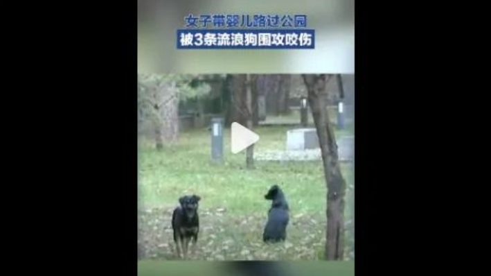 又现恶狗伤人？女子带娃路过公园被3条流浪狗围攻