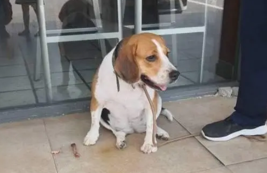 实验室收比格犬联系方式