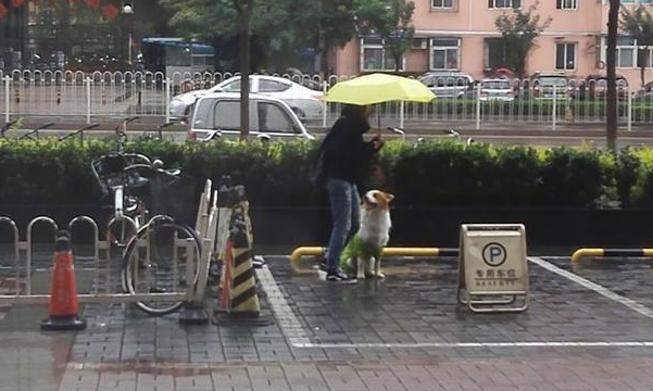 狗狗在门口淋雨等主人,路人小姐姐帮忙打伞遮雨...超暖的一幕! 狗狗在门口淋雨等主人,路人小姐姐帮忙打伞遮雨...超暖的一幕!