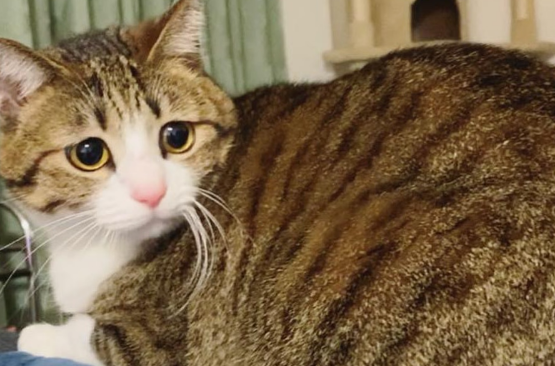流浪小奶猫准备安乐死，女子认出爱猫“亲生兄弟”秒速领养救回 