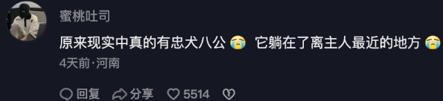 主人去世,哈士奇在墓碑前哭到抽搐,正当感动时… 主人去世,哈士奇在墓碑前哭到抽搐,正当感动时…