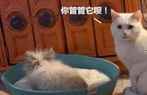 自从家里养了只兔子,猫咪气场的变化,让人既心疼又憋不住想笑 自从家里养了只兔子,猫咪气场的变化,让人既心疼又憋不住想笑