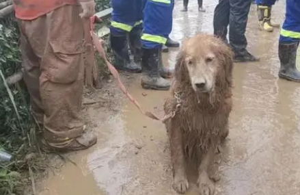 让全网心疼的搜救犬“图图”终于退役了，领养人：我等了它6年