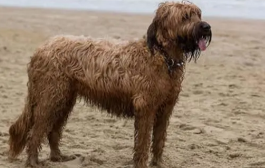 伯瑞犬的形态特征:毛发自然下垂呈波浪状 伯瑞犬的形态特征:毛发自然下垂呈波浪状