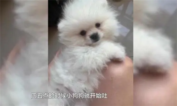 回家4天就病死,贵阳女子怀疑买到“星期狗”!商家:是主人没喂好 回家4天就病死,贵阳女子怀疑买到“星期狗”!商家:是主人没喂好