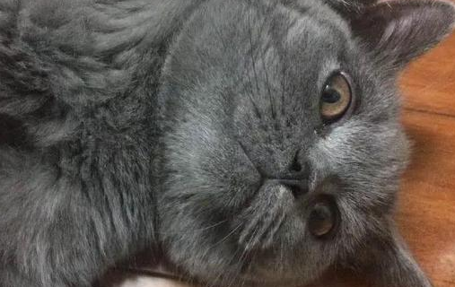蓝猫被做成“猫皮”，主人看了瞬间崩溃，事实证明猫确实是液体的