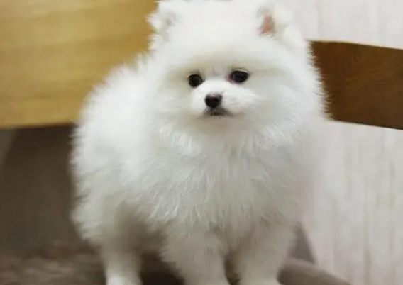 博美犬月经一次来多少天