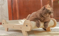 猫为什么喜欢爬行玩具啊