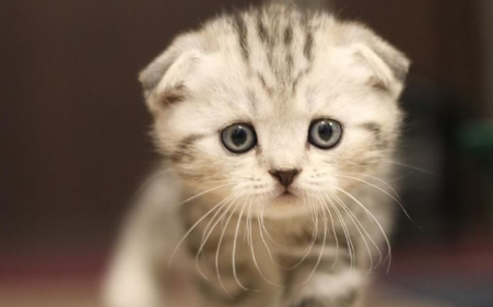 米努特猫为什么不建议买？这就为你说说