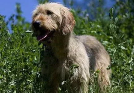 布鲁塞尔粗毛猎犬的性格 是敏感的“小顽童” 布鲁塞尔粗毛猎犬的性格 是敏感的“小顽童”