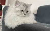 长毛猫的品种