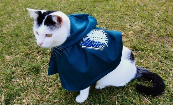 天气渐冷，猫咪要穿衣服吗？