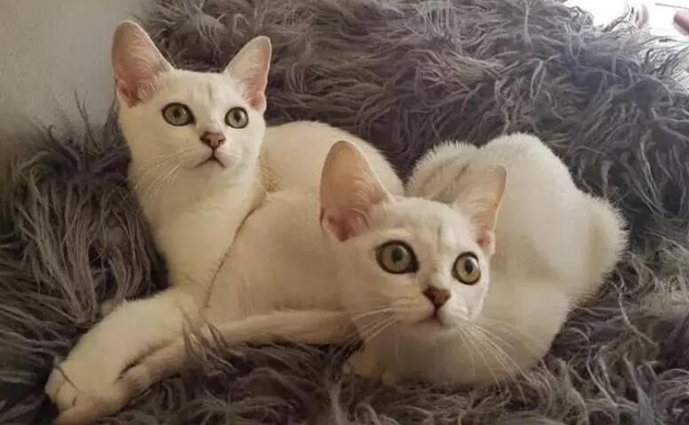 波米拉猫怎么训练?波米拉猫训练技巧分享 波米拉猫怎么训练?波米拉猫训练技巧分享