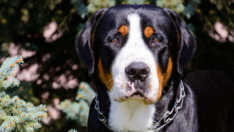 大瑞士山地犬的形态特征 底色是黑色