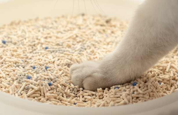 摩贝恩猫砂的4大优势,你们都清楚吗? 摩贝恩猫砂的4大优势,你们都清楚吗?