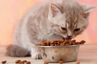 博特菲力猫粮在哪里买 博特菲力猫粮在哪里买