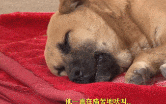 流浪狗从没进过家,来到寄养家庭时,它的举动让人心疼坏了...... 流浪狗从没进过家,来到寄养家庭时,它的举动让人心疼坏了......