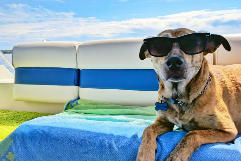 宠物犬伤人谁担责? 宠物犬伤人谁担责?
