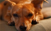 正宗小鹿犬图片