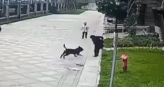今年已接到涉犬报警四百多起,公安机关立即开始整治违规养犬 今年已接到涉犬报警四百多起,公安机关立即开始整治违规养犬