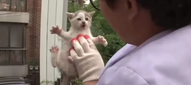 流浪猫为了养活孩子出去乞讨,却被人类伤害 流浪猫为了养活孩子出去乞讨,却被人类伤害