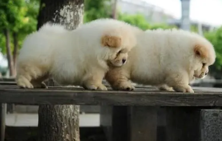 松狮犬舍哪里的最出名 松狮犬舍哪里的最出名