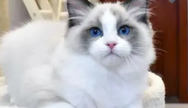 不满意1万元买的布偶猫,男子掉包价值6万元的布偶猫被刑拘 不满意1万元买的布偶猫,男子掉包价值6万元的布偶猫被刑拘