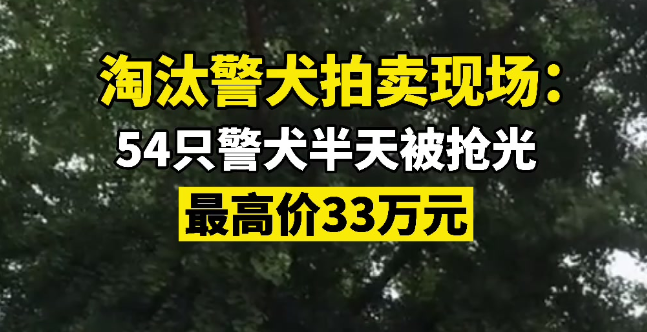 54只警犬拍卖半天被抢光，最高价33万元！