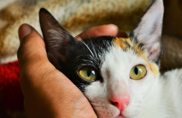 我养的哪里是猫咪啊，这分明是个憨憨！