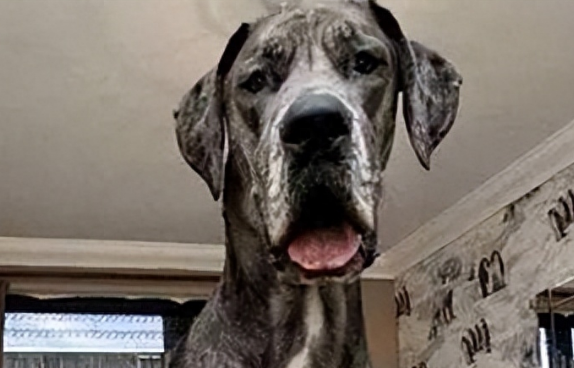 养一只大型犬是什么体验?网友:太崩溃了 养一只大型犬是什么体验?网友:太崩溃了