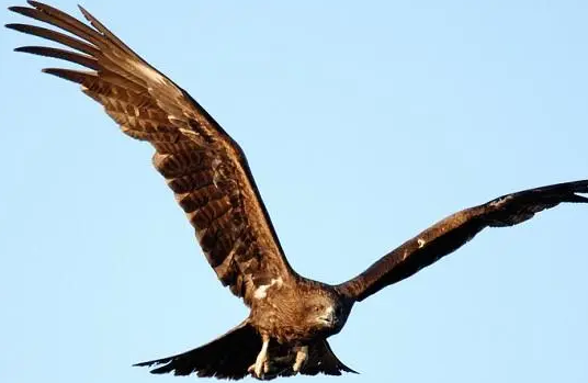 falcon是什么意思啊