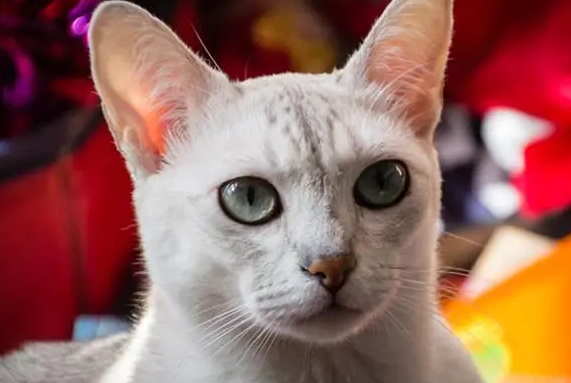 怎么训练波米拉猫不乱抓?波米拉猫乱抓解决办法 怎么训练波米拉猫不乱抓?波米拉猫乱抓解决办法