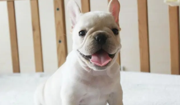 法斗犬价格什么颜色贵