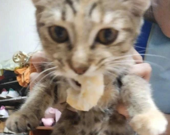 养了猫之后,我在也没好好的吃过一顿饭 养了猫之后,我在也没好好的吃过一顿饭