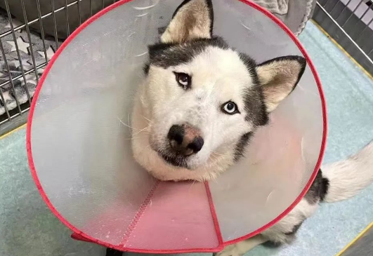 被虐哈士奇,与伤痛共舞三年,迎来治愈之光 被虐哈士奇,与伤痛共舞三年,迎来治愈之光