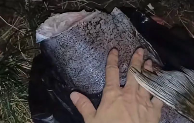 妹子喂流浪猫却意外捡到一条大冻鱼:“吃不了别浪费哈哈!” 妹子喂流浪猫却意外捡到一条大冻鱼:“吃不了别浪费哈哈!”