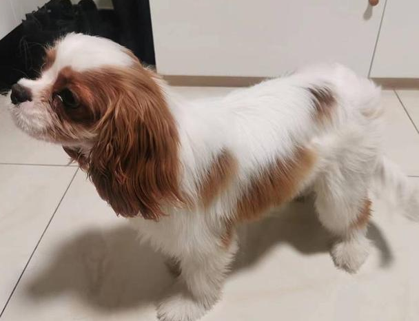 查理王小猎犬多少钱一只