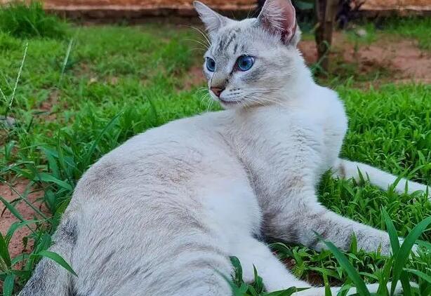 波米拉猫多少钱一只 波米拉猫价格是多少