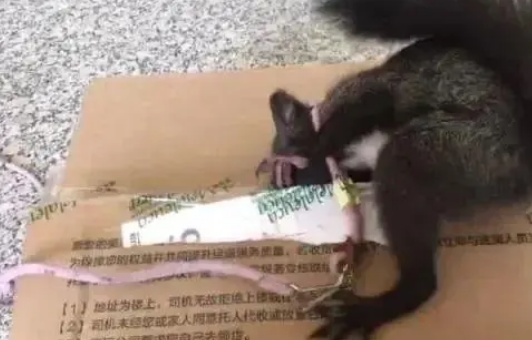啥？松鼠要抢缉毒犬的饭碗了？！