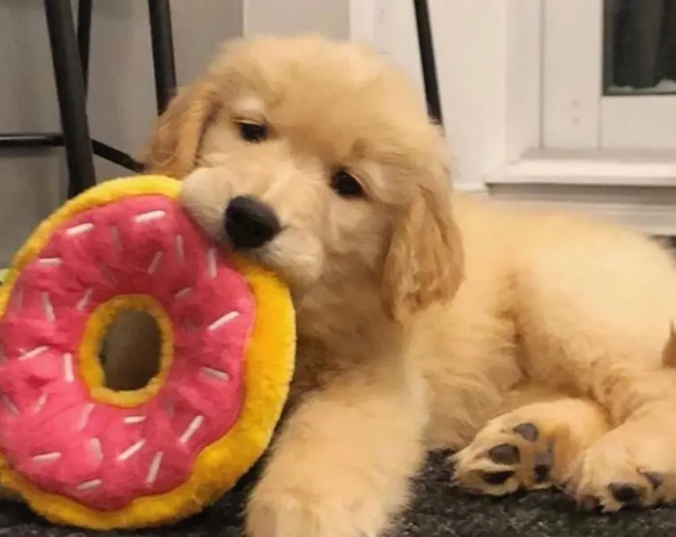 尖嘴金毛犬是不是不好 尖嘴金毛犬是不是不好