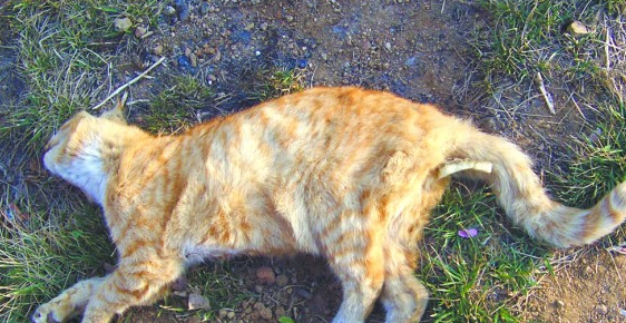 上门喂猫虐猫