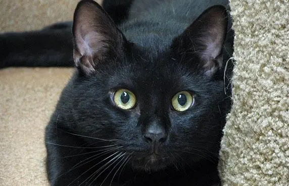 孟买猫和黑猫的区别