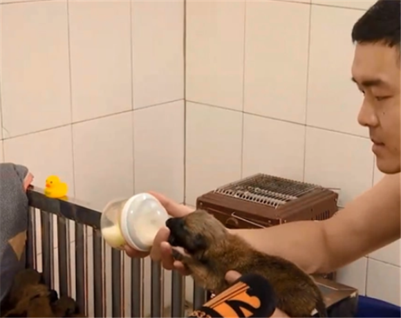 8头马里努阿犬！没满月，奶萌奶萌的，犬妈妈却受伤了！