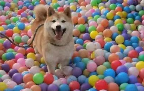 消失的主人,拍卖的16万,一只网红柴犬被遗弃的半生 消失的主人,拍卖的16万,一只网红柴犬被遗弃的半生